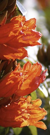 sitemap tropicana resort koh tao