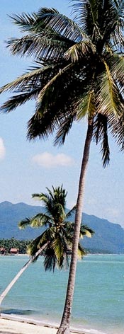 tropicana resort koh phangan